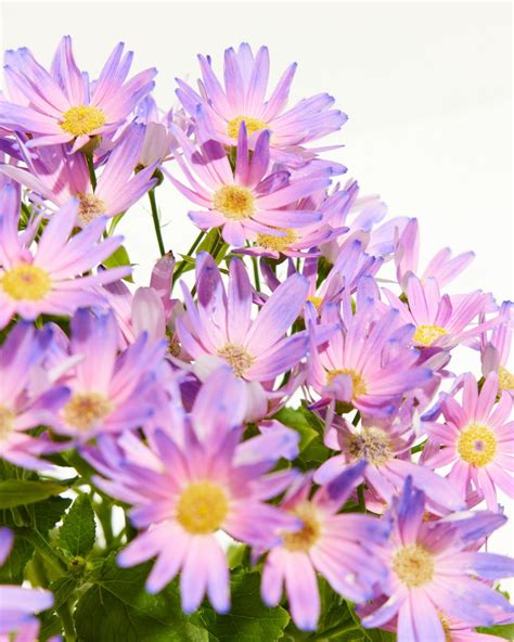 The Allure of Senetti Coral Flowers for Indoor Gardens